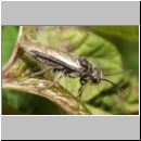 Dolerus sp - Blattwespe 01b.jpg